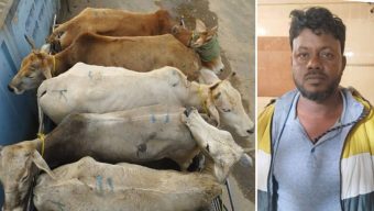 সিলেটের গোলাপগঞ্জ ভারতীয় পাঁচ বলদ জব্দ