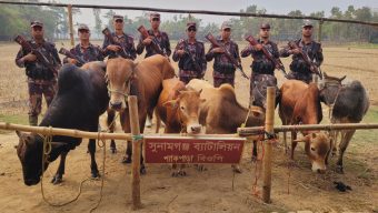 সুনামগঞ্জ সীমান্তে ভারতীয় গরুর চালান জব্দ