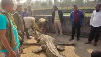 সাফারি পার্কে স্ত্রী কুমিরকে নিয়ে দুই পুরুষ কুমিরের মারামারি