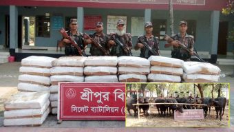 সিলেট সীমান্তে জব্দ চাল-পশু