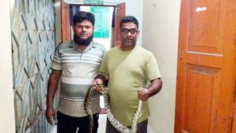 মৌলভীবাজারে বাড়ি উঠানে জাম্বুরা গাছ থেকে অজগর সাপ উদ্ধার