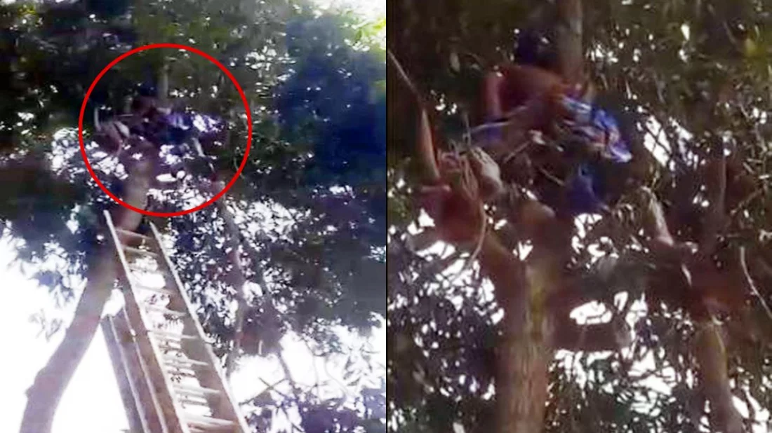 শ্বশুড়বাড়ির গাছে উঠে হঠাৎ অজ্ঞান জামাই, ভিডিও ভাইরাল