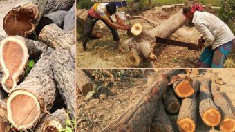 ৩ সহস্রাধিক গাছ কাটার পর বিয়ানীবাজারে ৪ হাজার কোটি টাকার প্রকল্প অনিশ্চিত!