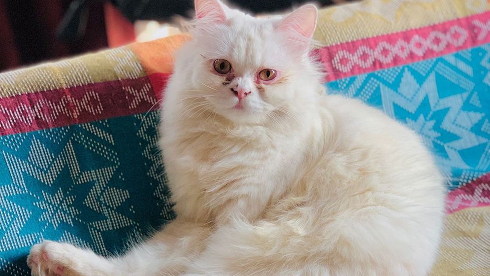 বিড়াল নিখোঁজে মাইকিং, ২০ ঘণ্টা পরে ফিরে পেলেন মালিক