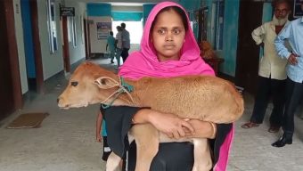 গরু নিয়ে গেছেন বিএনপি নেতা