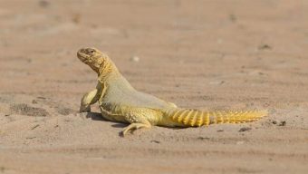 সান্ডা: মরুভূমির এক বিস্ময়কর প্রাণী