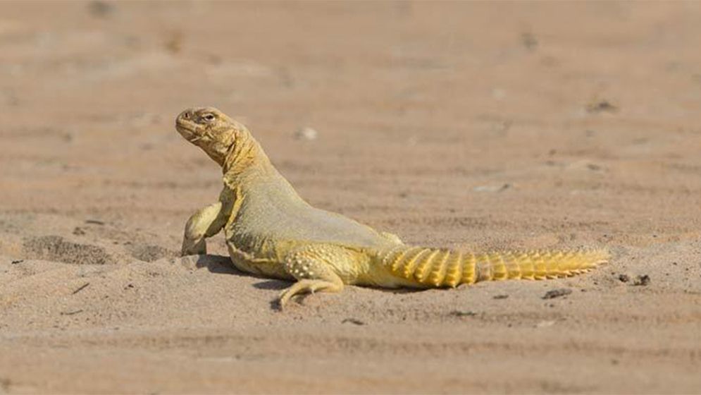 সান্ডা: মরুভূমির এক বিস্ময়কর প্রাণী