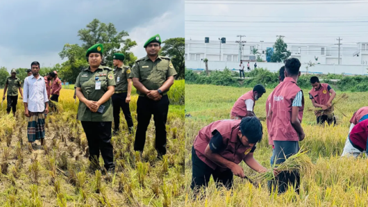 হবিগঞ্জে কৃষকের ধান কেটে দিলেন আনসার ও ভিডিপির সদস্যরা