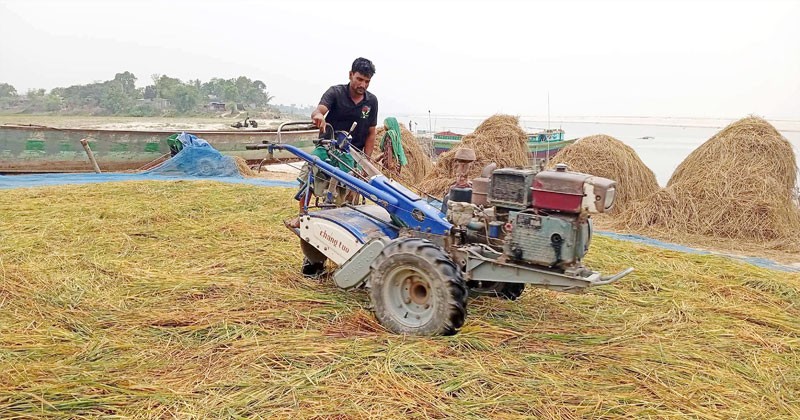 বিয়ানীবাজারে কিষান-কিষানিদের ব্যস্ত সময়