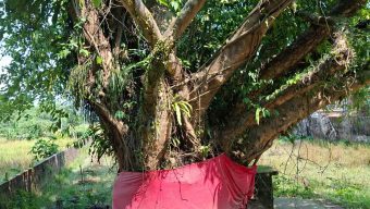 বিয়ানীবাজারে শতবর্ষী বটগাছকে ঘিরে চলে পূজা-অর্চনা
