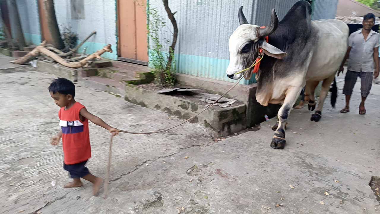 শিশুর সঙ্গে ‘দানবীয়’ গরুর বন্ধুত্ব