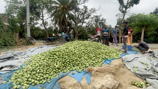 চাঁপাইনবাবগঞ্জে আমের কেজি সাড়ে তিন টাকা
