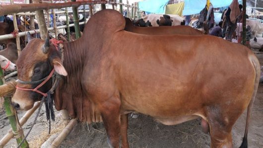 বিয়ানীবাজারে কোরবানীর পশুর জন্য ১২ হাট, চাহিদা ১২ হাজার প্রাণী
