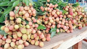 বিয়ানীবাজারে ফলের দোকান ভর্তি অপরিপক্ব লিচু