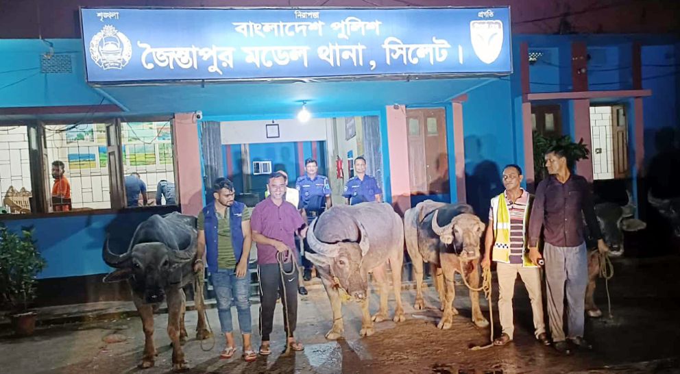 জৈন্তাপুরে মহিষের মামলা নিয়ে যতকাণ্ড