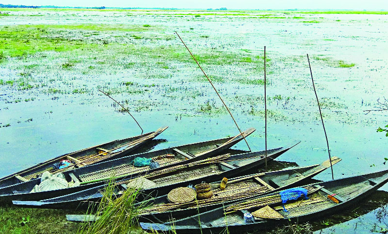 মুড়িয়া হাওরে মাছের অভয়াশ্রম নেই