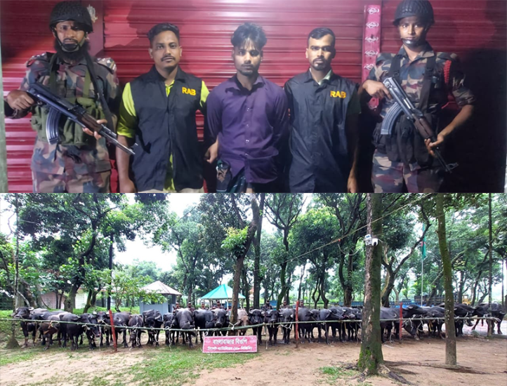 সিলেটে দলবেঁধে বিজিবির উপর হামলা : আটক ১ চোরাকারবারী, উদ্ধার ২ কোটি টাকার গরু