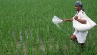 সার সরবরাহে ‘অব্যবস্থাপনা’, বাড়তি দাম গুনছেন কৃষক