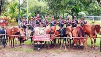 দোয়ারাবাজার সীমান্তে চোরাই গরুর চালান জব্দ