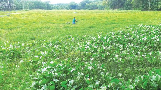 বিয়ানীবাজারে চার হাজার একর ফসলি জমি অনাবাদি