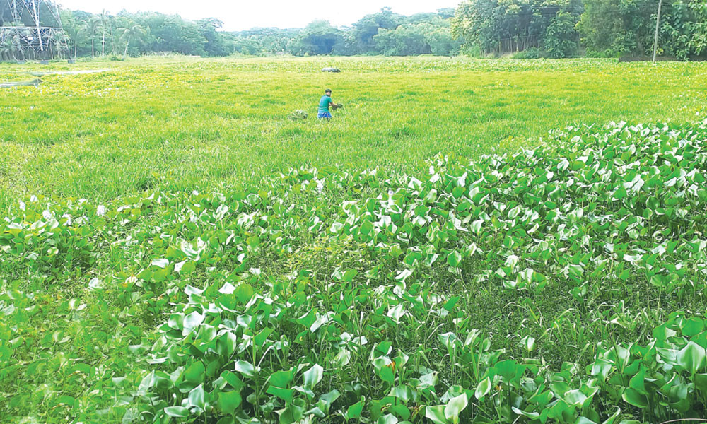 বিয়ানীবাজারে চার হাজার একর ফসলি জমি অনাবাদি