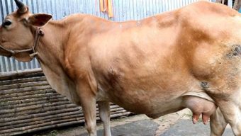 মাঠে গাভির দুধ পান করল দুধরাজ সাপ, দেখল সবাই