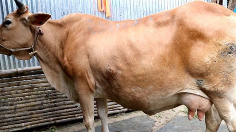 মাঠে গাভির দুধ পান করল দুধরাজ সাপ, দেখল সবাই