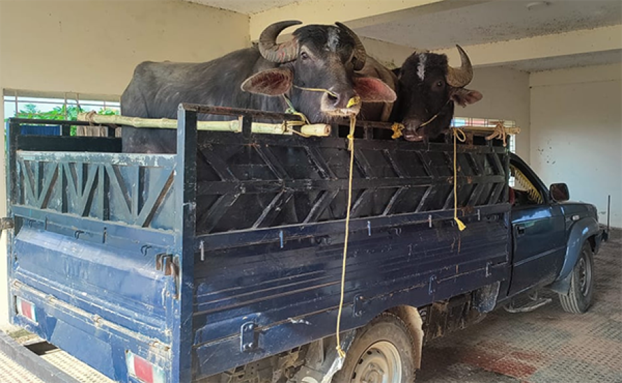 সিলেটে ভারতীয় মহিষসহ পিকআপ জব্দ : আটক ১