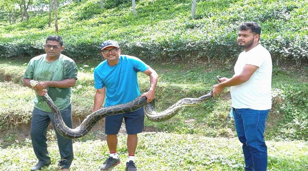 শ্রীমঙ্গলে ১২ ফুট লম্বা অজগর উদ্ধার