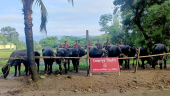 জকিগঞ্জ সীমান্ত থেকে ভারতীয় মহিষ জব্দ