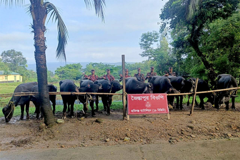 জকিগঞ্জ সীমান্ত থেকে ভারতীয় মহিষ জব্দ