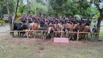 দোয়ারাবাজার সীমান্তে ১৪ ভারতীয় গরু আটক