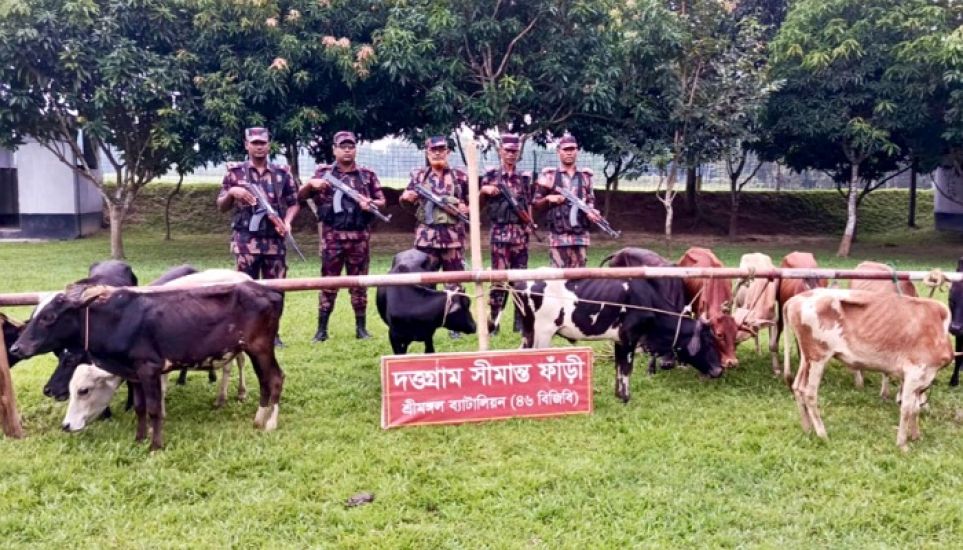সীমান্ত থেকে বিজিবি ধরলো ১৩টি ভারতীয় গরু