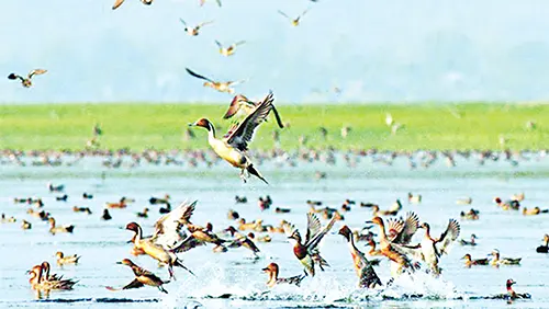 প্রকৃতিবিনাশী বিয়ানীবাজারে সংকুচিত হয়েছে পাখিদের সবুজ দুনিয়া