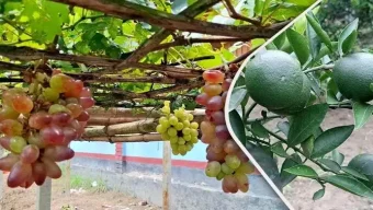 এক যুগে দেশে ফলের উৎপাদন বেড়েছে ৫০ লাখ টন