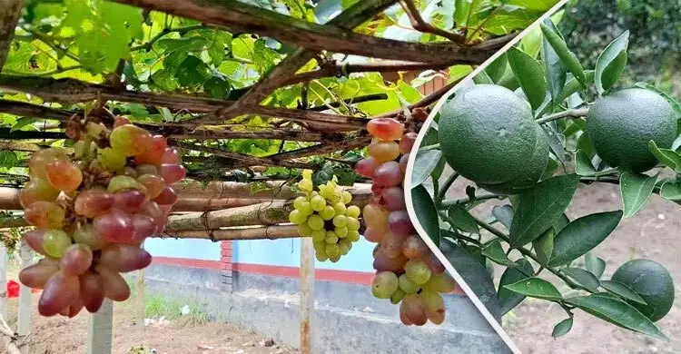 এক যুগে দেশে ফলের উৎপাদন বেড়েছে ৫০ লাখ টন