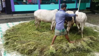 বিয়ানীবাজারে হারিয়ে যাচ্ছে গরু দিয়ে ধান মাড়াই