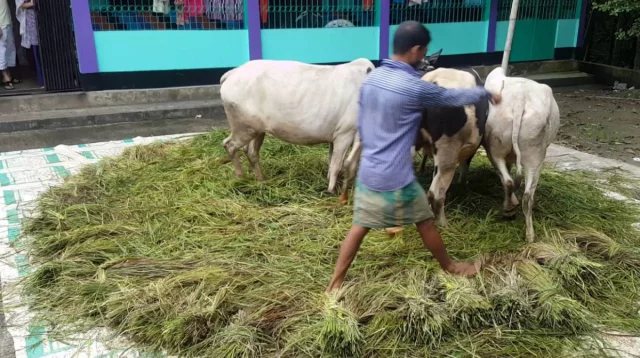 বিয়ানীবাজারে হারিয়ে যাচ্ছে গরু দিয়ে ধান মাড়াই