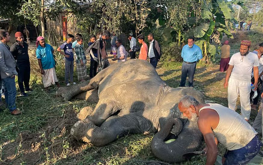 বিয়েতে আসা সেই হাতিটি মারা গেছে