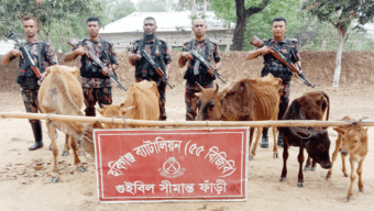 হবিগঞ্জে বিজিবির অ*ভি*যা*নে ভারতীয় গরু ও মা দ ক উদ্ধার