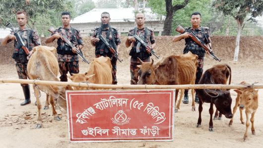 হবিগঞ্জে বিজিবির অ*ভি*যা*নে ভারতীয় গরু ও মা দ ক উদ্ধার