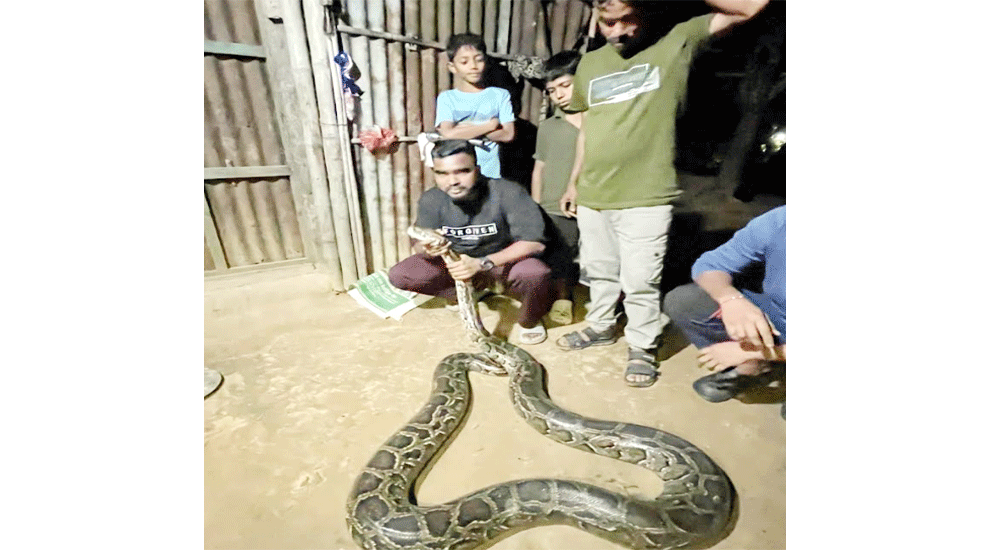 লাউয়াছড়া বনে অজগর সাপ অবমুক্ত