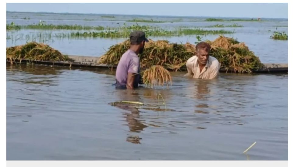 হাওরে ধানবোঝাই নৌকা ডুবে শ্রমিকের মৃত্যু