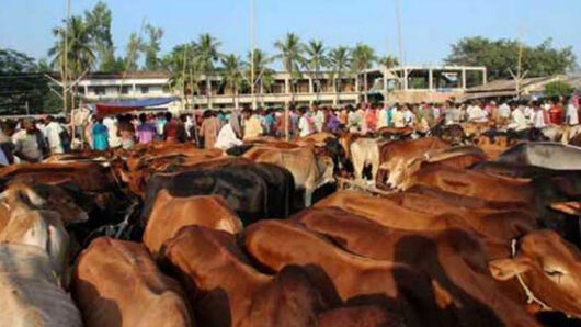 পশু থাকলেও বাড়তি দামের শঙ্কা