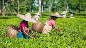 সিলেটে উৎপাদন খরচের চাপে চা-শিল্প