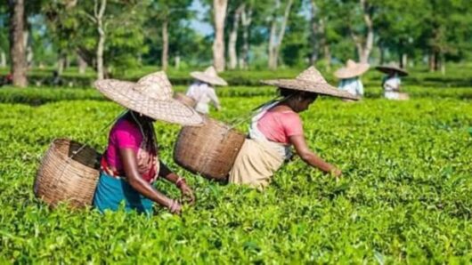 সিলেটে উৎপাদন খরচের চাপে চা-শিল্প
