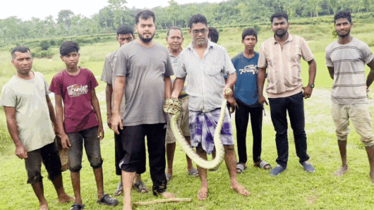 শ্রীমঙ্গলে চা বাগান থেকে অজগর উদ্ধার
