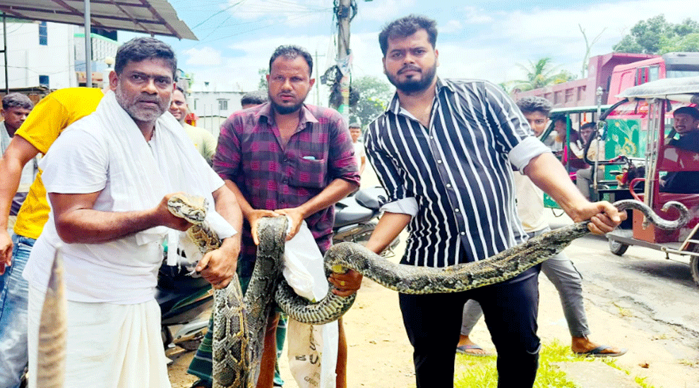 শ্রীমঙ্গলে ১৮ ফুট লম্বা অজগর উদ্ধার